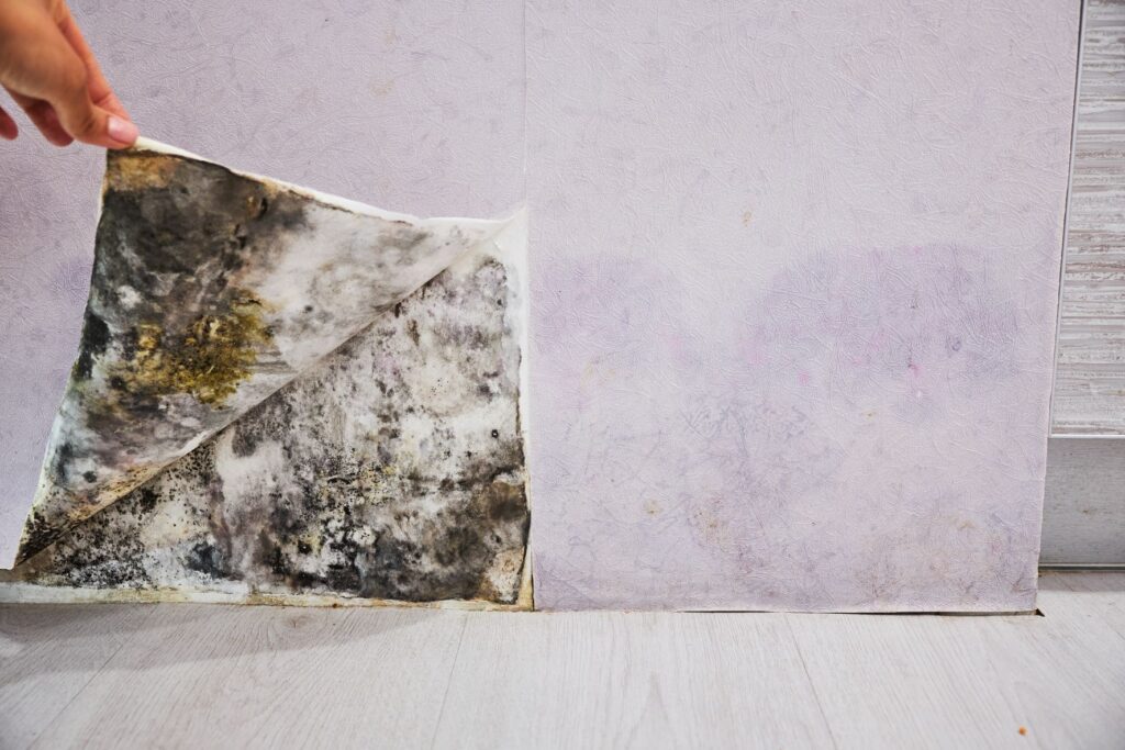 mildew mold behind wallpaper