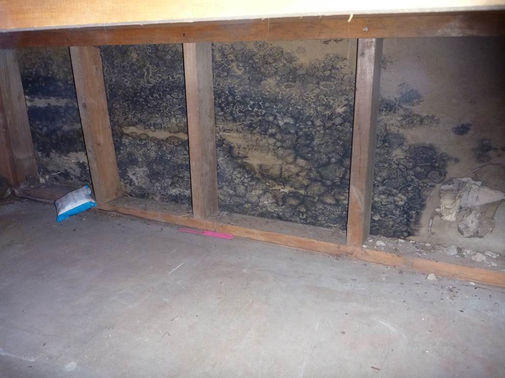 Are do it yourself mold test kits accurate and reliable? - Signature  Property Inspection