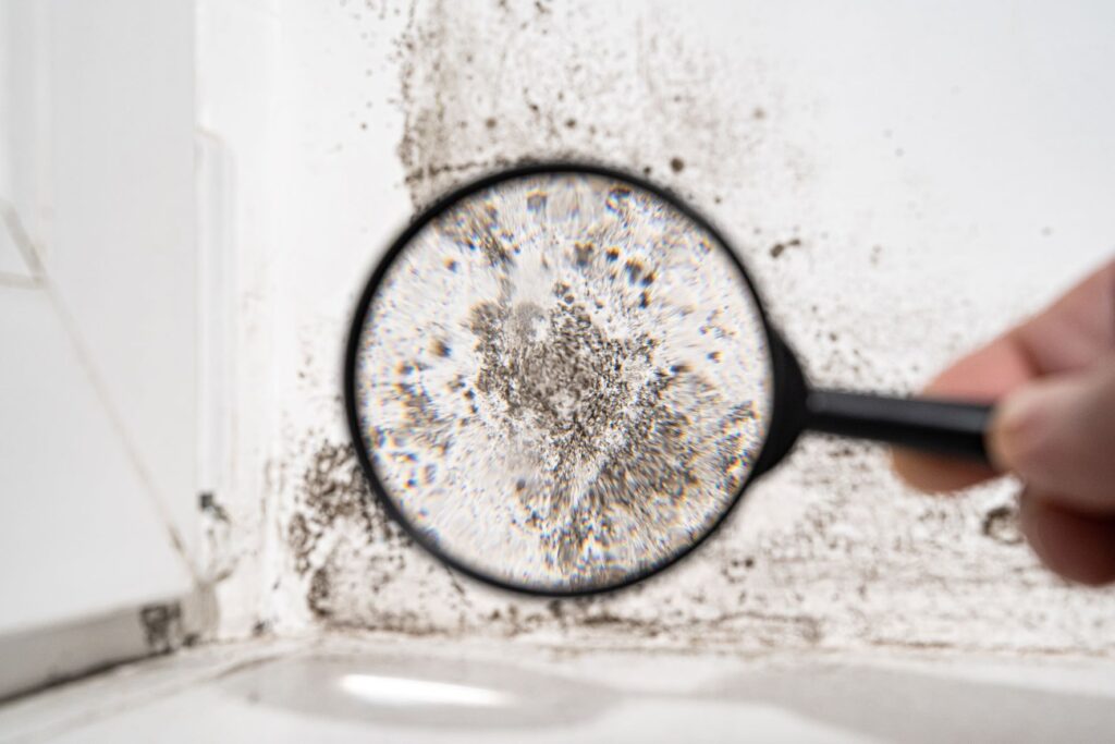 residential mold services