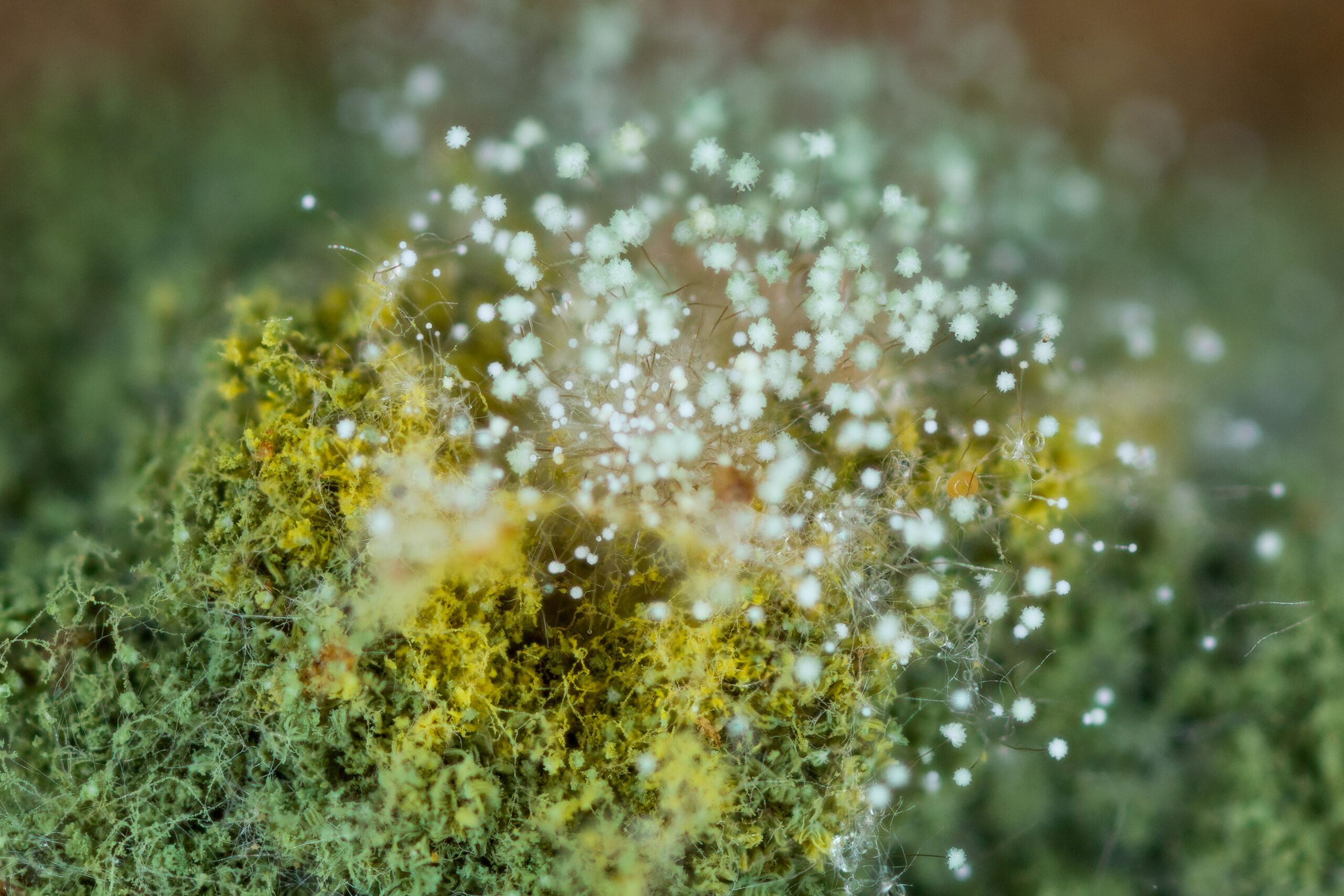 Aspergillus mold